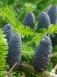 Фото товара Пихта корейская Abies koreana - вид 2