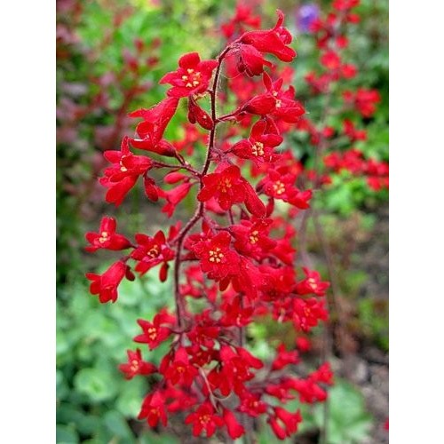 Фото товара  - вид 1