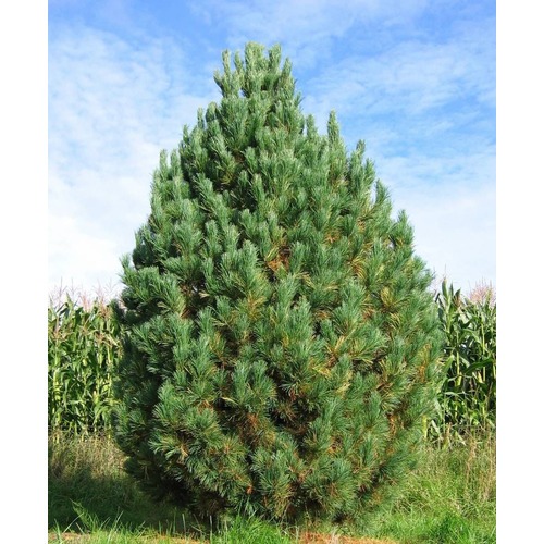 Фото товара Сосна кедровая Pinus sibirica - вид 1