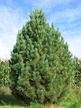 Фото товара Сосна кедровая Pinus sibirica - вид 1