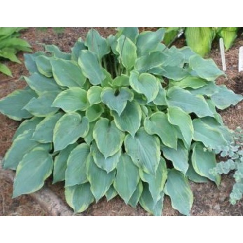 Фото товара  - вид 1