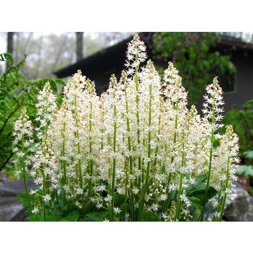 Фото товара  - вид 1