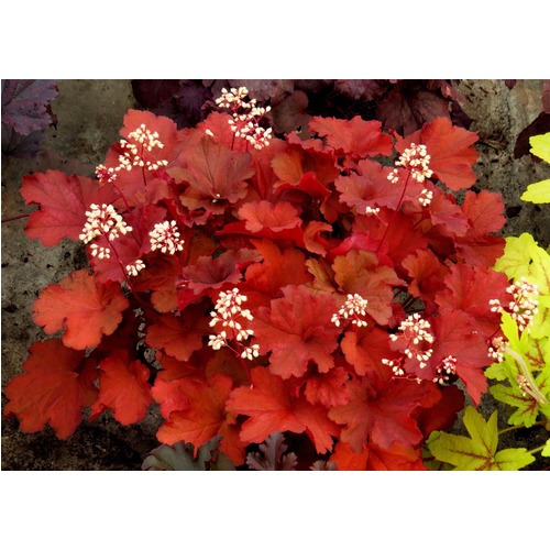 Фото товара  - вид 1