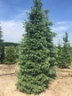 Фото товара Пихта корейская Abies koreana - вид 1