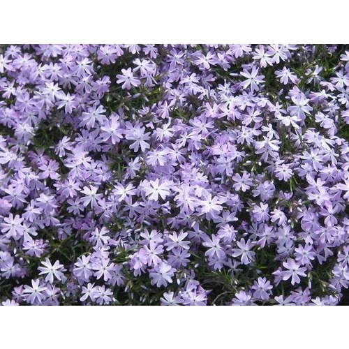 Фото товара  - вид 1