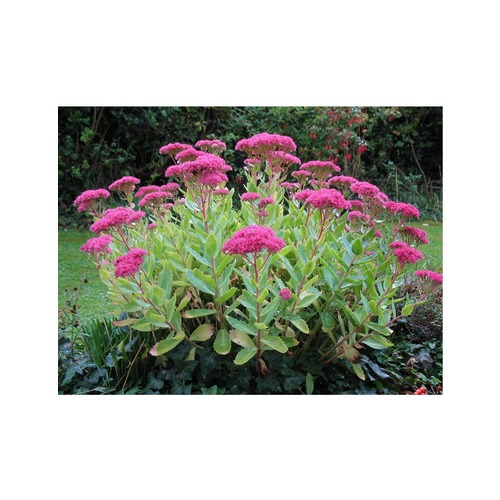 Фото товара  - вид 1