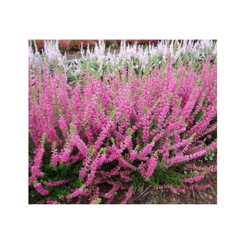 Фото товара  - вид 1