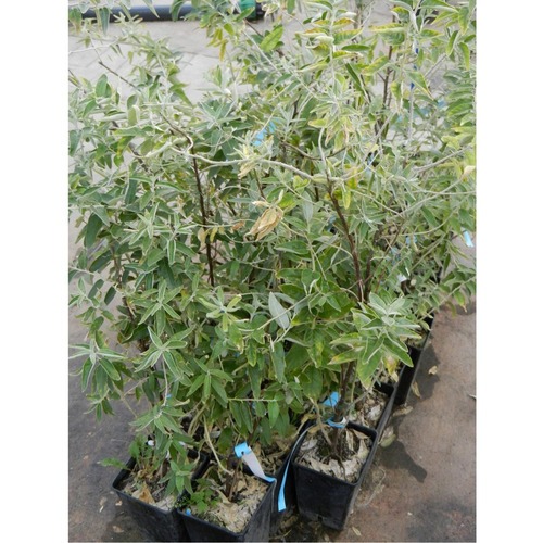 Фото товара  - вид 1