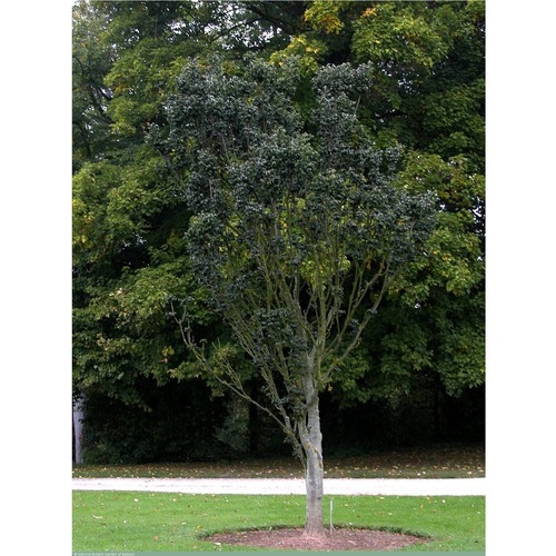 Фото товара  - вид 1