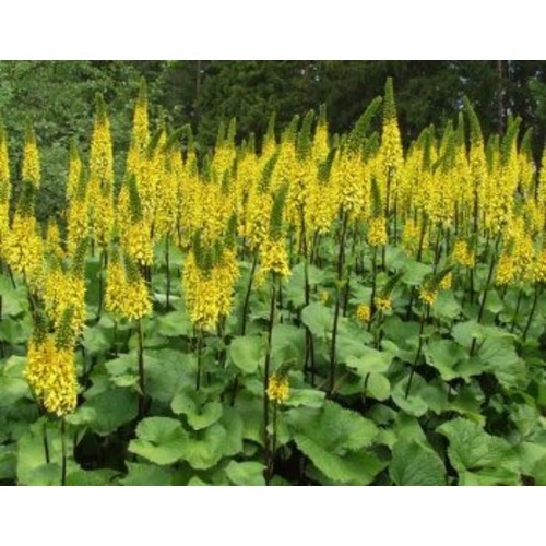 Фото товара  - вид 1