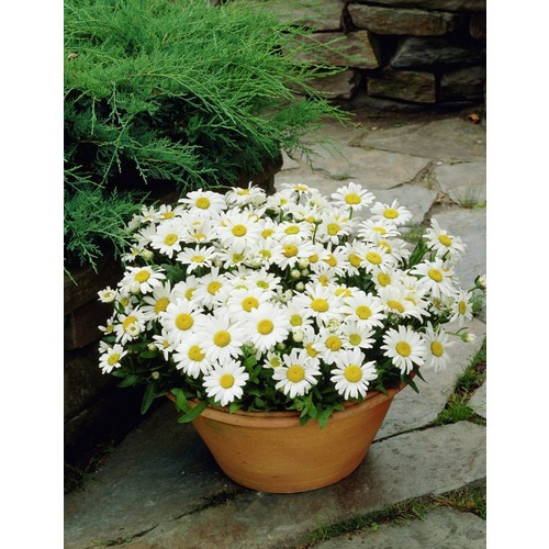 Фото товара  - вид 1