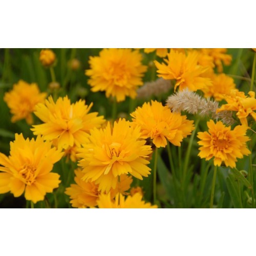 Фото товара  - вид 1