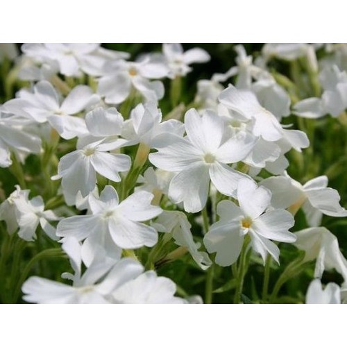 Фото товара  - вид 1