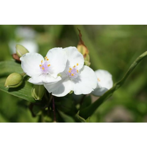 Фото товара  - вид 1