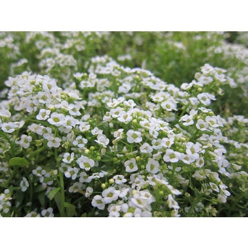 Фото товара  - вид 1