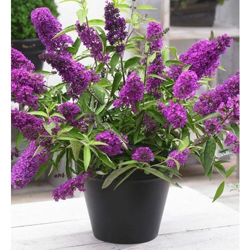 Фото товара  - вид 1