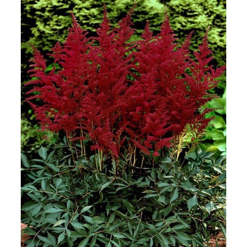 Фото товара  - вид 1