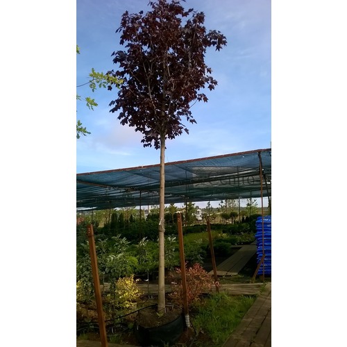 Фото товара  - вид 1