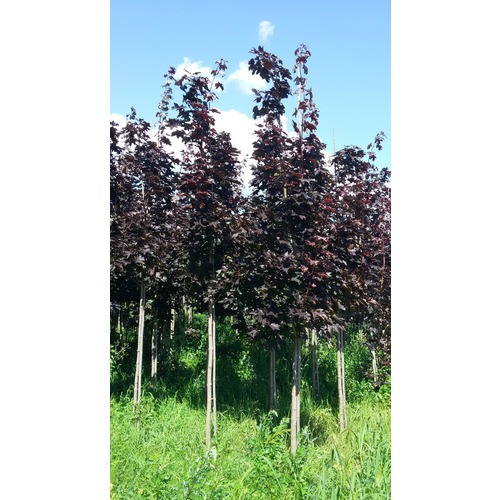 Фото товара  - вид 1