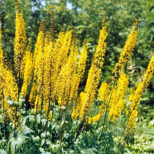 Фото товара  - вид 1