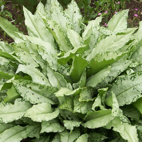 Фото товара  - вид 1