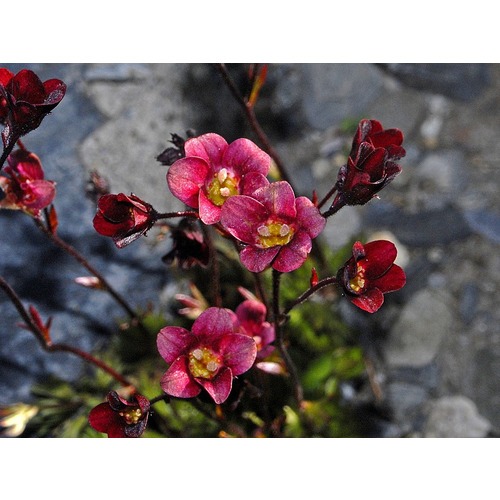 Фото товара  - вид 1