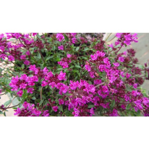 Фото товара  - вид 1