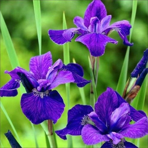 Фото товара  - вид 1