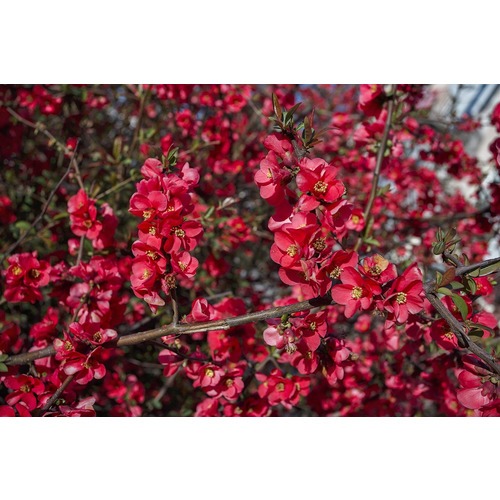 Фото товара  - вид 1