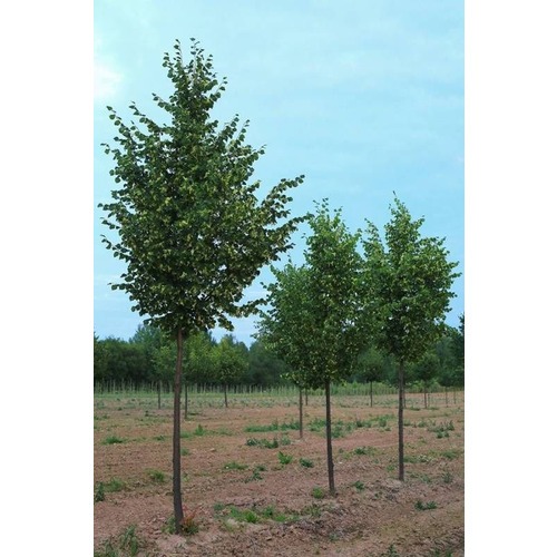 Фото товара  - вид 1