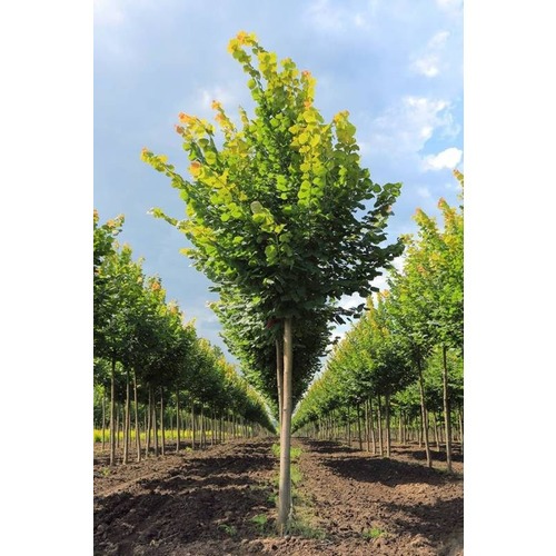 Фото товара  - вид 1