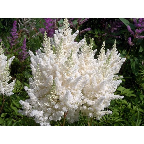 Фото товара  - вид 1