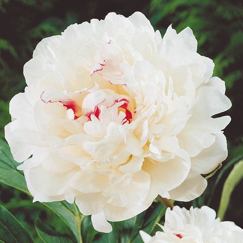 Фото товара  - вид 1