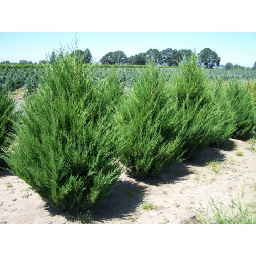 Фото товара  - вид 1