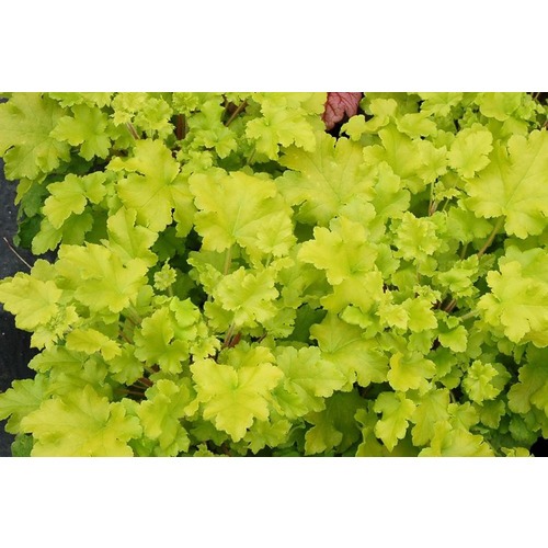 Фото товара  - вид 1