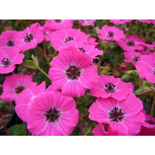 Фото товара  - вид 1