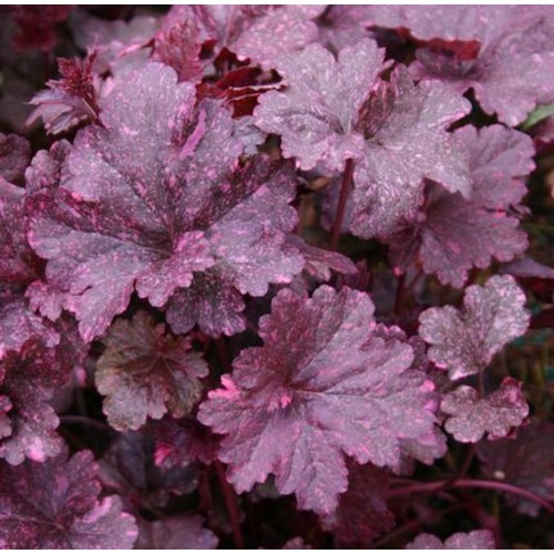 Фото товара  - вид 1