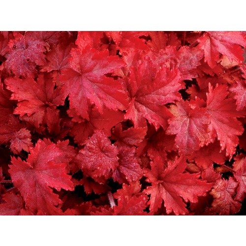 Фото товара  - вид 1