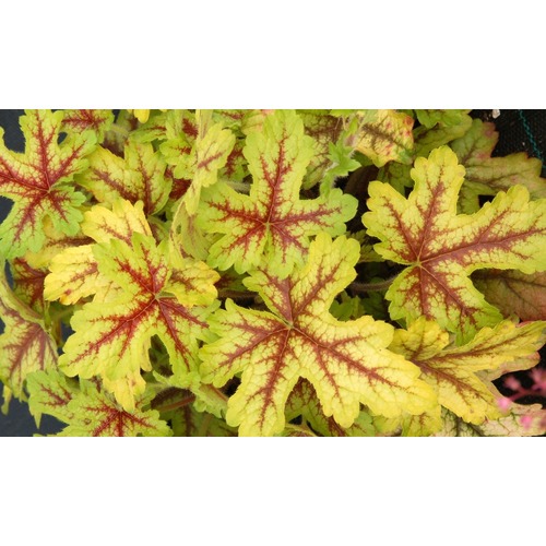 Фото товара  - вид 1