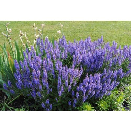 Фото товара  - вид 1