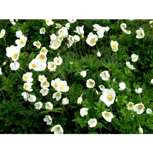 Фото товара  - вид 1