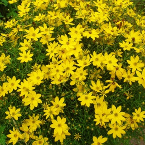 Фото товара  - вид 1