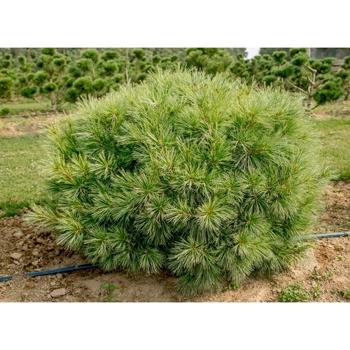 Фото товара  - вид 1