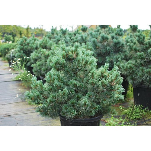 Фото товара  - вид 1